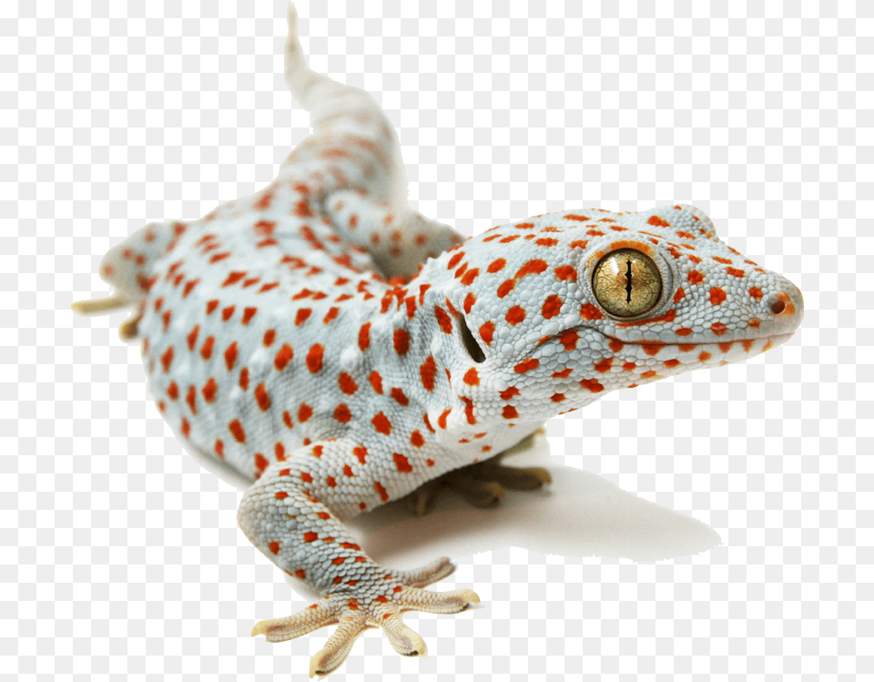 Placeholder Tokay Gecko White Background, Animal, Lizard, Reptile Png Image