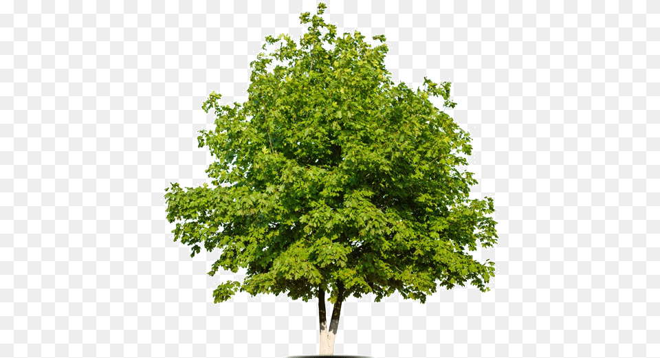 Placeholder White Oak Tree, Maple, Plant, Sycamore, Leaf Free Png