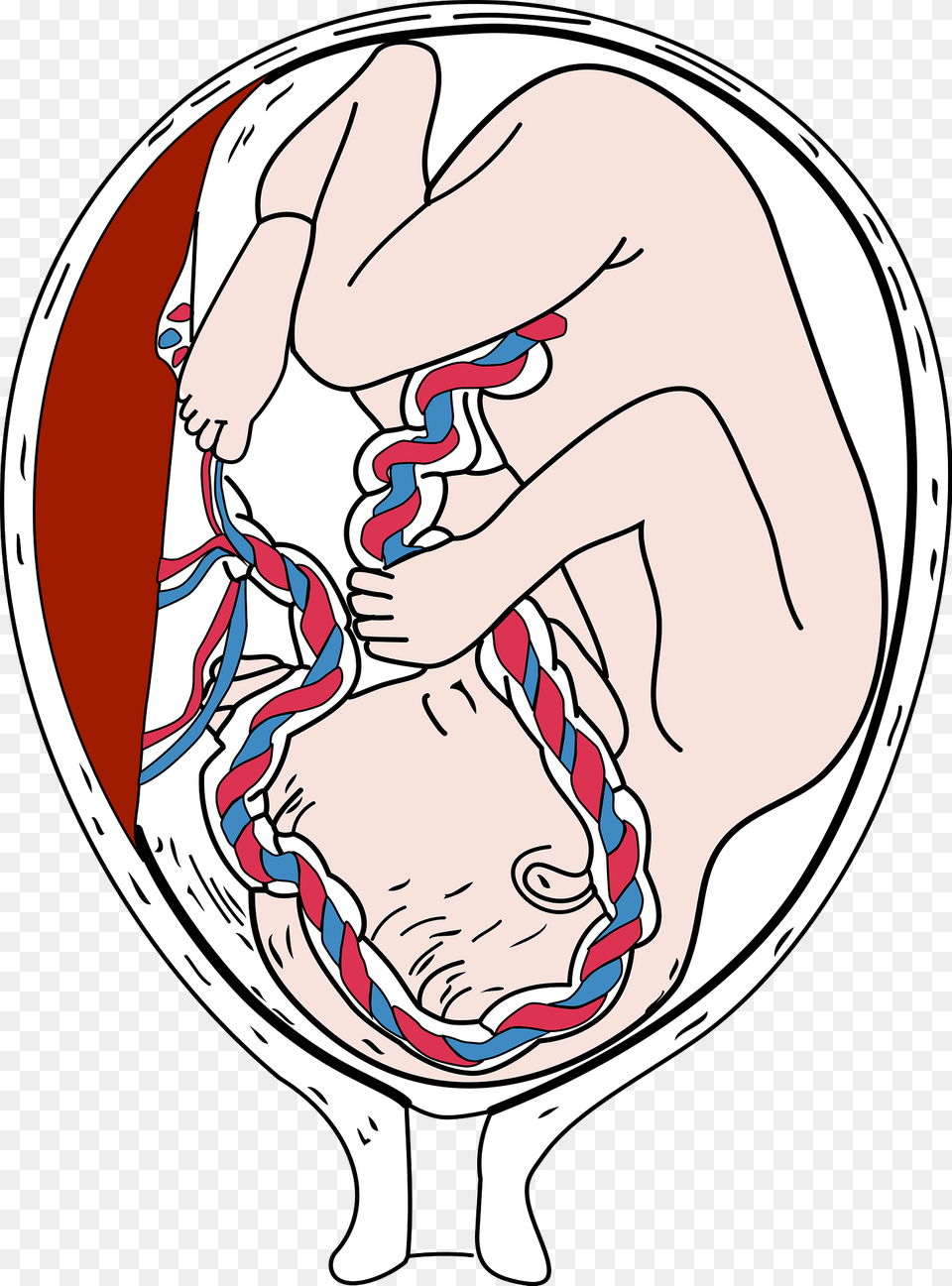 Placenta Clipart, Baby, Person, Head, Balloon Png Image