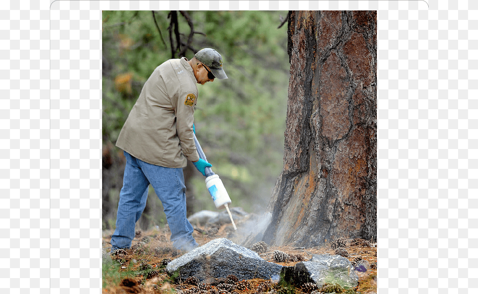 Plague Countermeasures At Table Mountain Campgrounds Woodland, Tree, Plant, Clothing, Garden Png