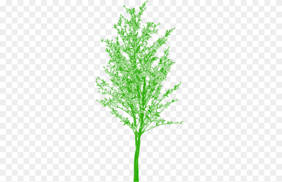 Plan Clipart Cartoon Transparent For Plants And Trees, Leaf, Tree, Plant, Moss Png Image