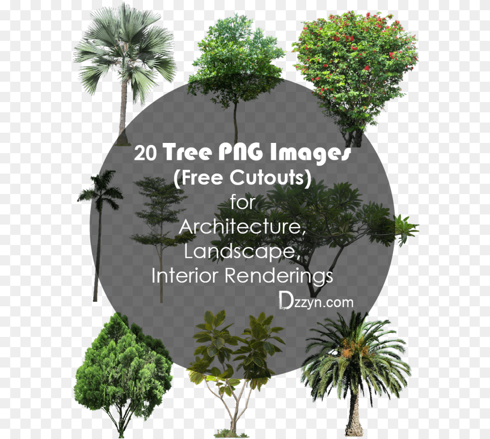 Plan Clipart Landscape Architect Picture High Resolution Tree For Photoshop, Vegetation, Leaf, Plant, Palm Tree Free Png