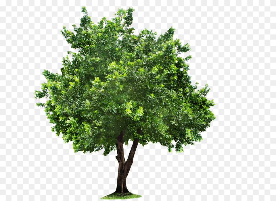 Plan Tree Clip Art High Quality Tree Free Png Download