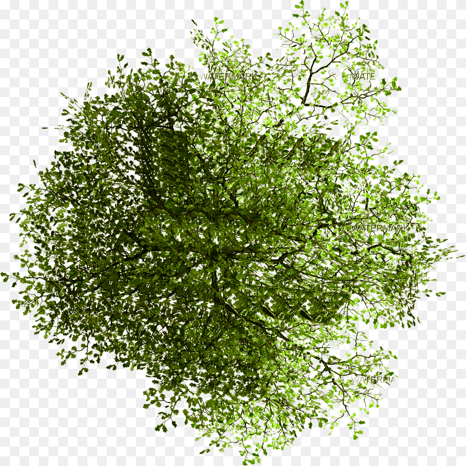 Plan Trees For Photoshop, Green, Vegetation, Leaf, Tree Free Transparent Png