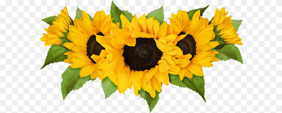 Plan Your Visit To Southern Maryland Sunflower Mazes Row Of Sunflowers, Flower, Plant Free Transparent Png