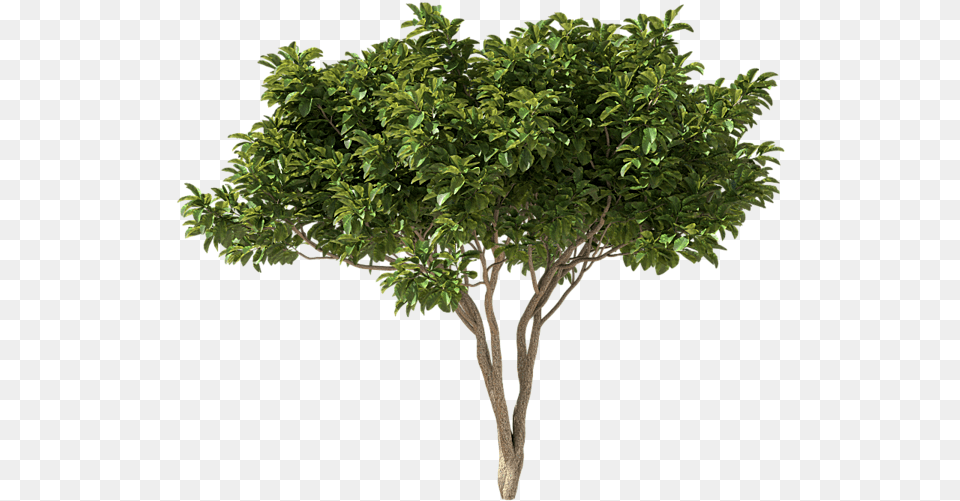 Plane, Plant, Potted Plant, Tree, Leaf Free Png Download