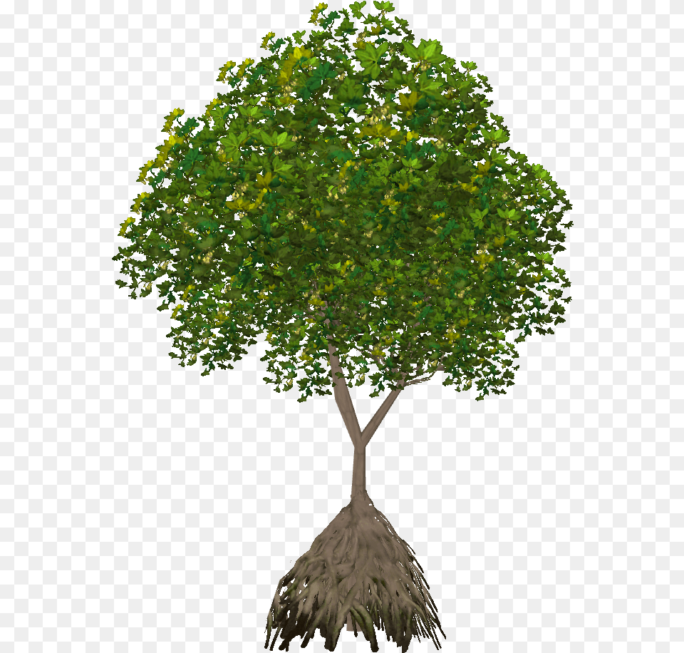 Plane, Potted Plant, Tree, Sycamore, Oak Free Transparent Png
