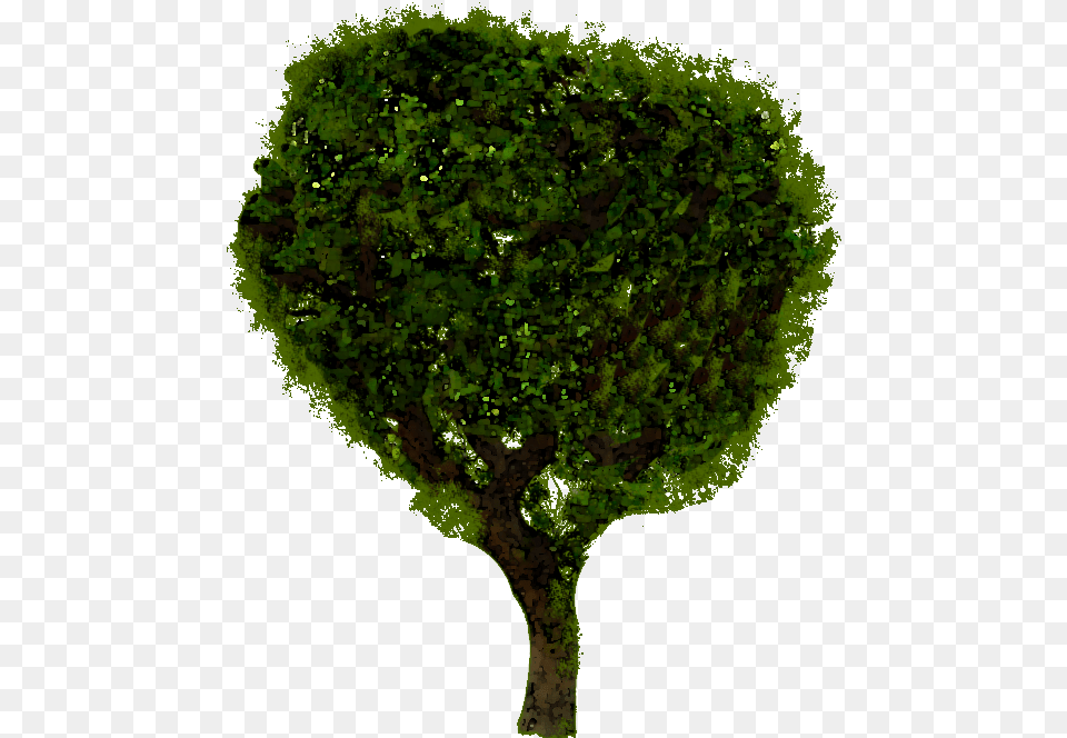 Plane, Plant, Tree, Vegetation, Green Free Transparent Png