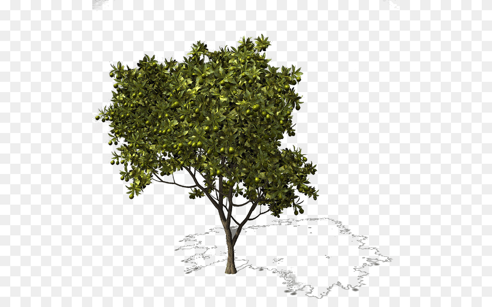 Plane, Oak, Plant, Sycamore, Tree Free Png Download