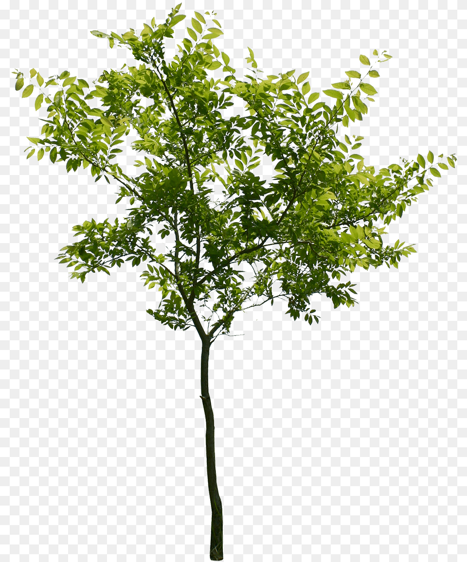 Plane, Leaf, Plant, Tree, Green Free Png