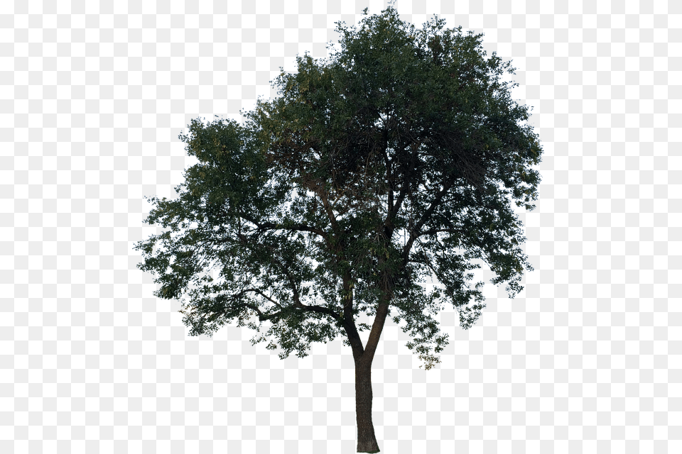 Plane, Oak, Plant, Sycamore, Tree Free Png Download