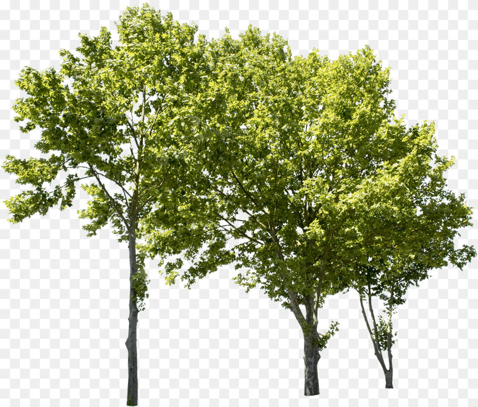 Plane Tree Cut Out, Maple, Oak, Plant, Sycamore Free Transparent Png