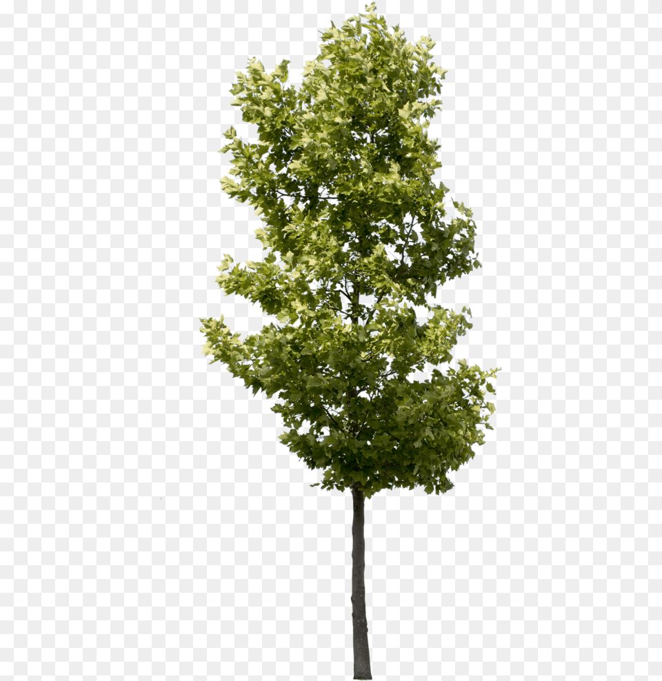 Plane Tree Deciduous Tree, Leaf, Maple, Oak, Plant Png Image