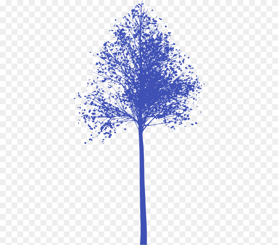 Plane Tree Family, Plant, Person, Outdoors Free Transparent Png