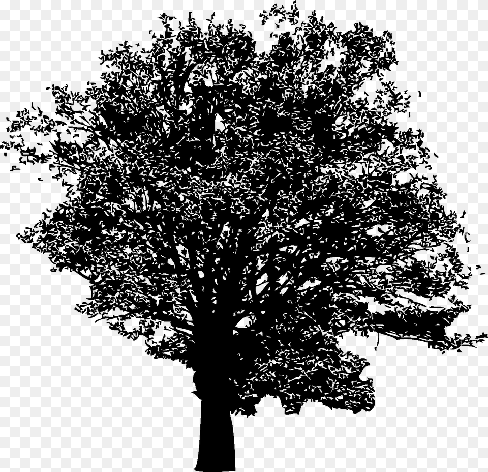 Plane Tree Family, Oak, Plant, Sycamore, Tree Trunk Free Transparent Png