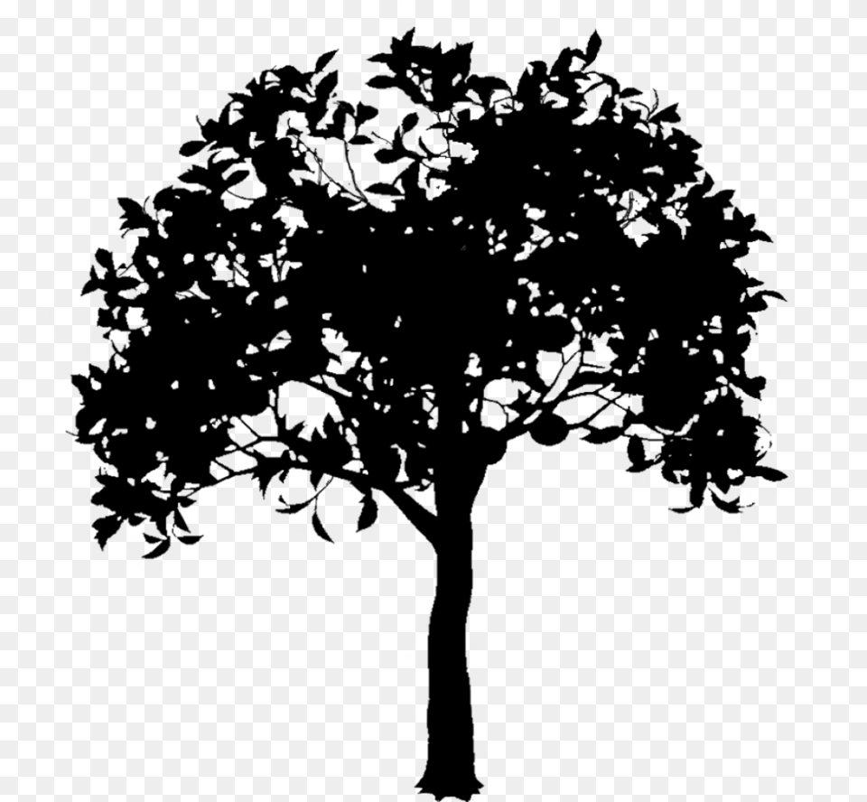 Plane Tree Family, Gray Png
