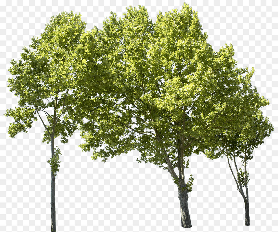 Plane Tree Group High Resolution Trees, Maple, Oak, Plant, Sycamore Png