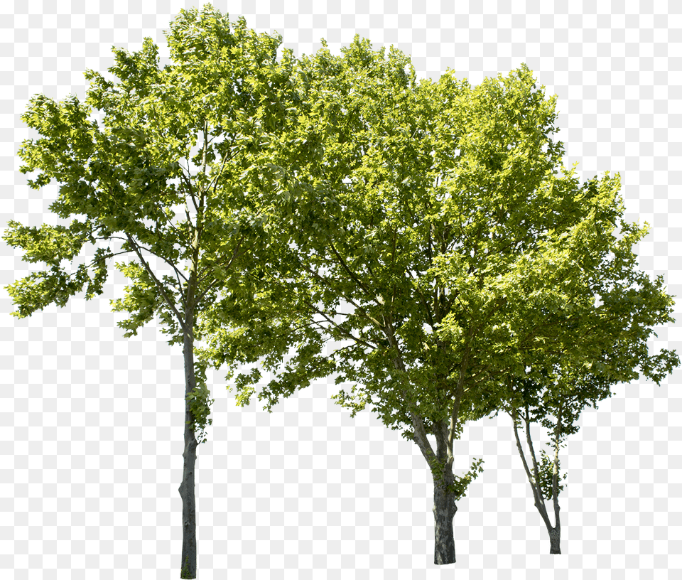 Plane Tree Group Ii Cut Out Tree, Maple, Oak, Plant, Sycamore Free Png