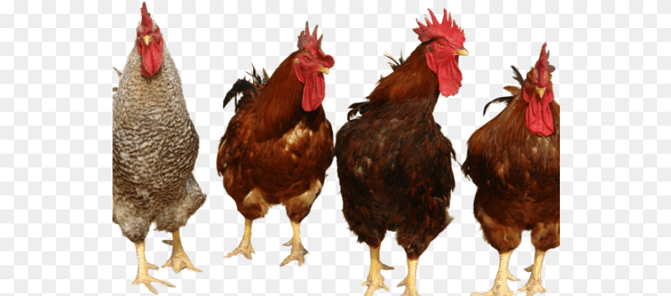Planescape Torment Clipart Chicken Salma Tavuk Kmesi, Animal, Bird, Fowl, Poultry Free Png