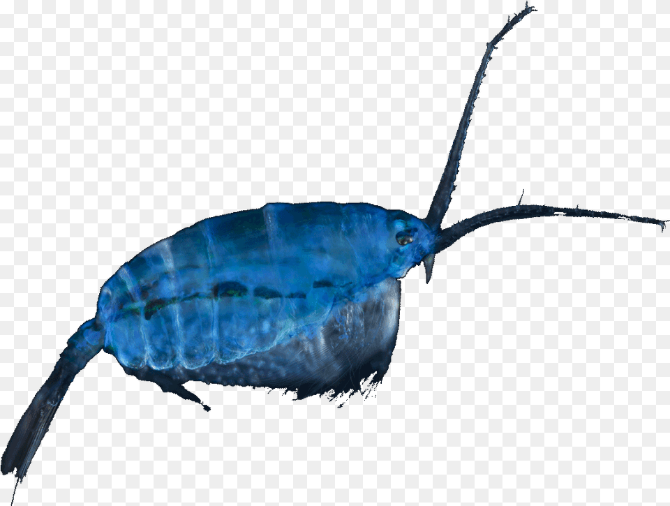 Plankton, Animal, Sea Life Free Png Download