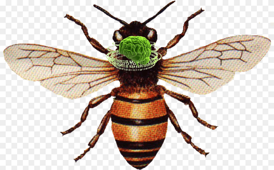 Plans To Upload The Brain Of A Honeybee Into A Flying Honey Bee, Animal, Insect, Invertebrate, Wasp Free Png