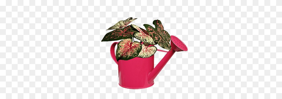 Plant Tin, Can, Flower, Watering Can Free Png Download