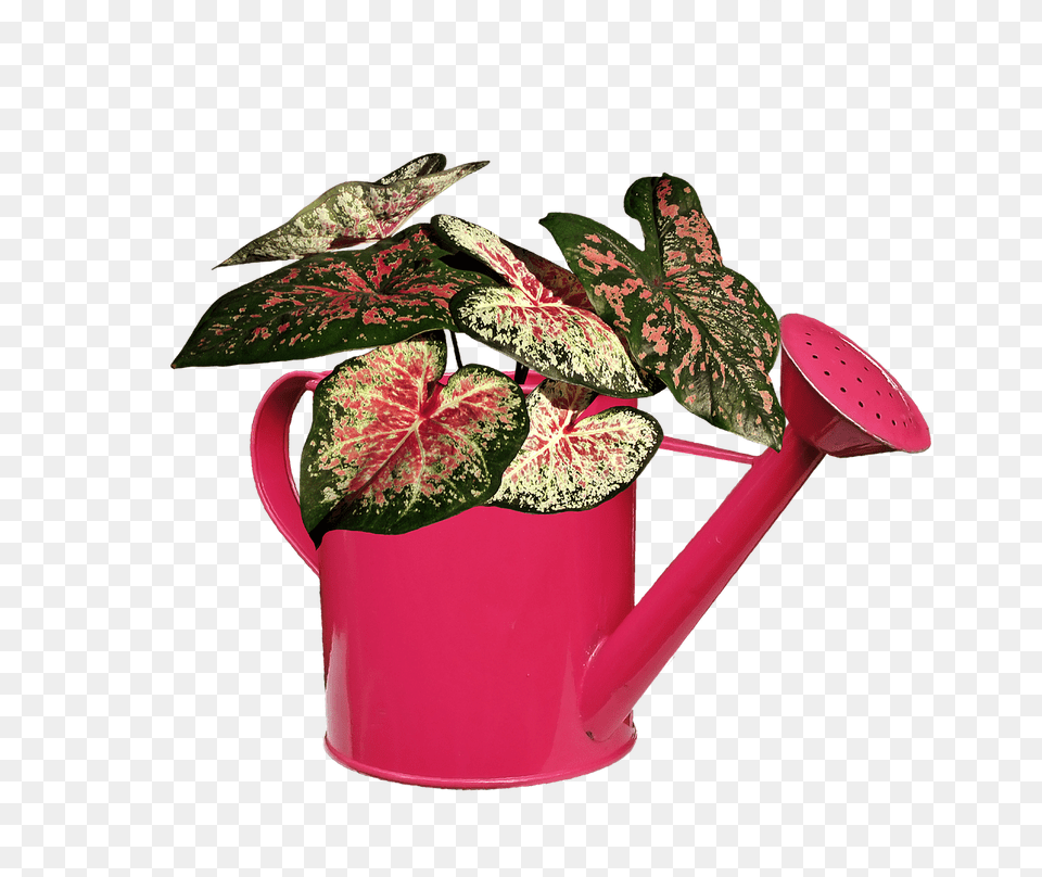 Plant Tin, Can, Flower, Watering Can Free Png Download