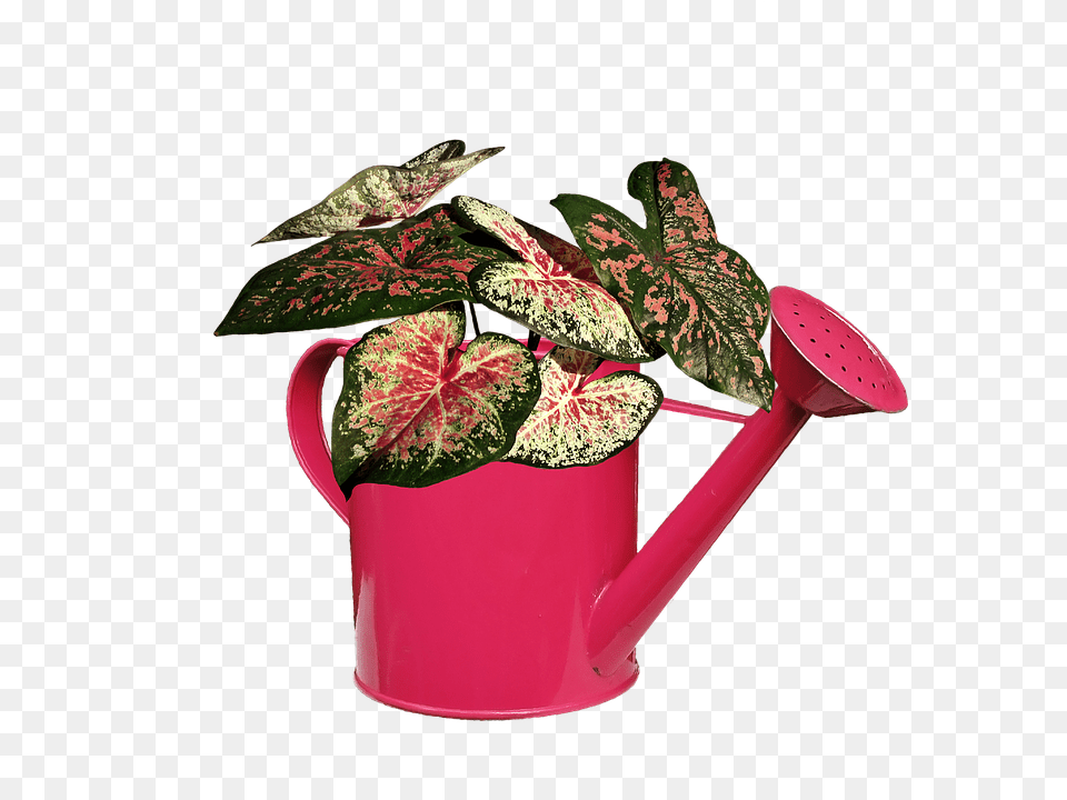 Plant Tin, Can, Flower, Watering Can Free Png