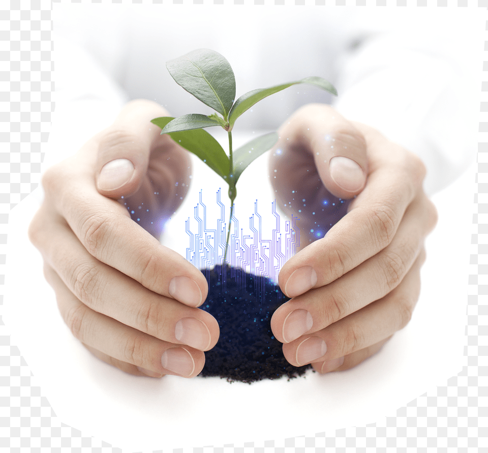 Plant, Body Part, Finger, Hand, Person Free Png