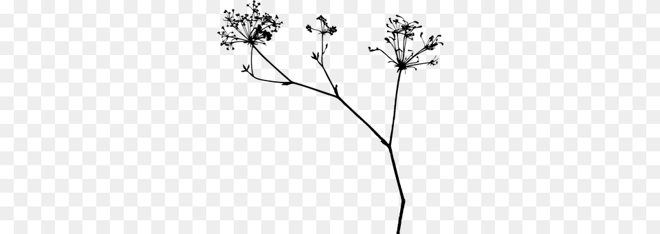 Plant Gray Free Transparent Png