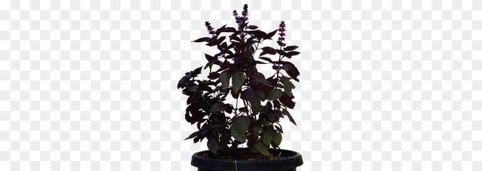 Plant Flower, Potted Plant, Flower Arrangement, Purple Free Png