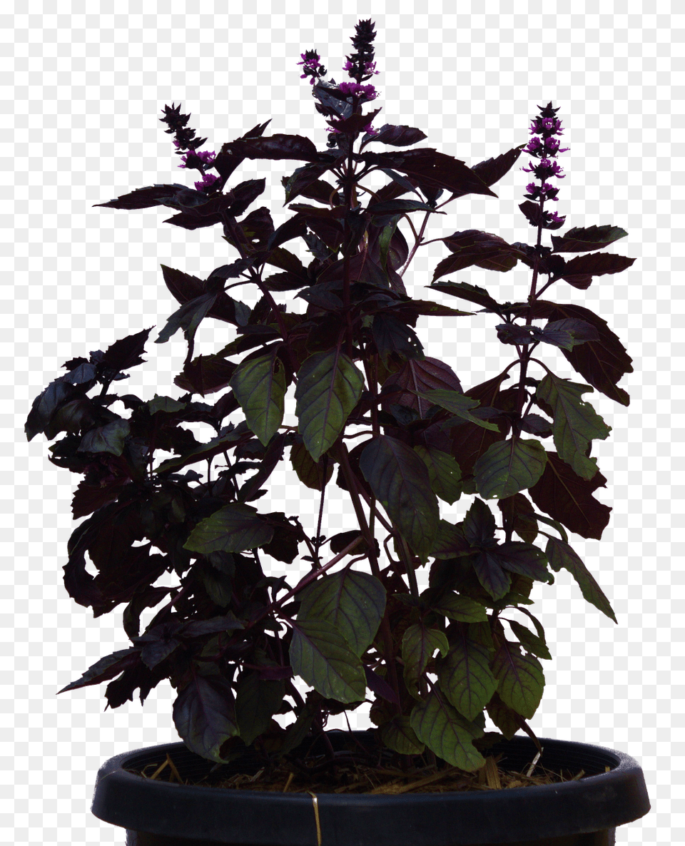 Plant Flower, Flower Arrangement, Potted Plant, Acanthaceae Free Transparent Png