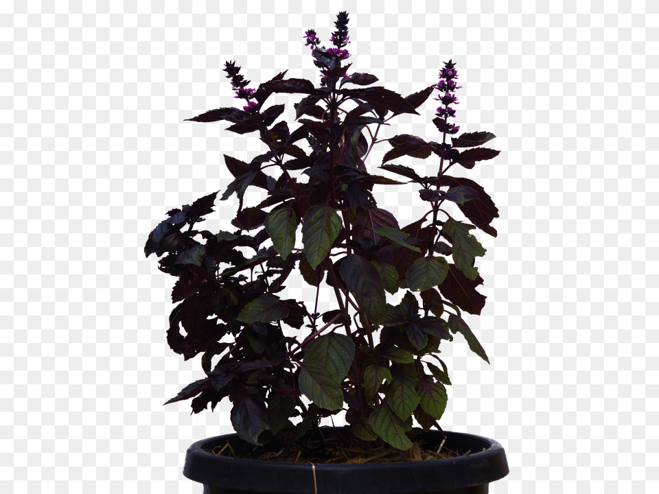 Plant Flower, Potted Plant, Purple, Flower Arrangement Free Png Download