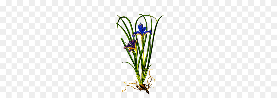 Plant Flower, Iris, Flower Arrangement, Purple Free Transparent Png