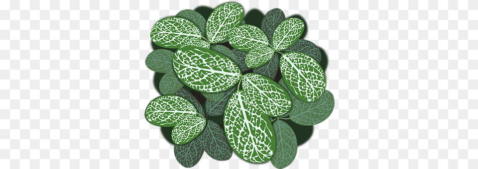 Plant Herbal, Herbs, Leaf, Green Png Image