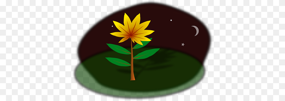 Plant Flower, Leaf, Daisy, Petal Free Png Download