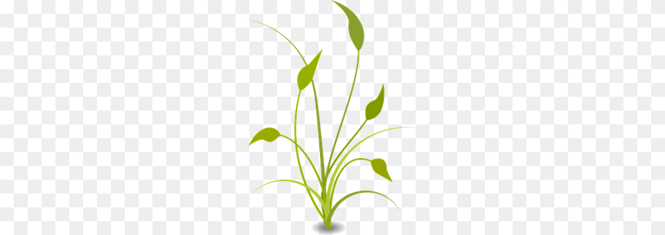 Plant Flower, Flower Arrangement, Flax Free Png