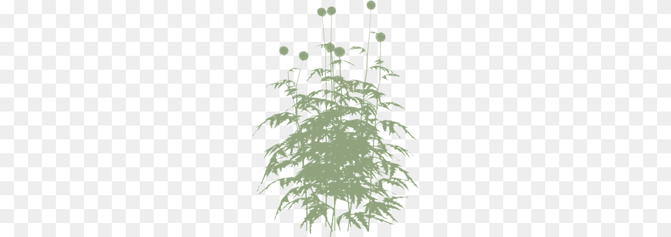 Plant Chandelier, Lamp, Moss, Art Free Transparent Png