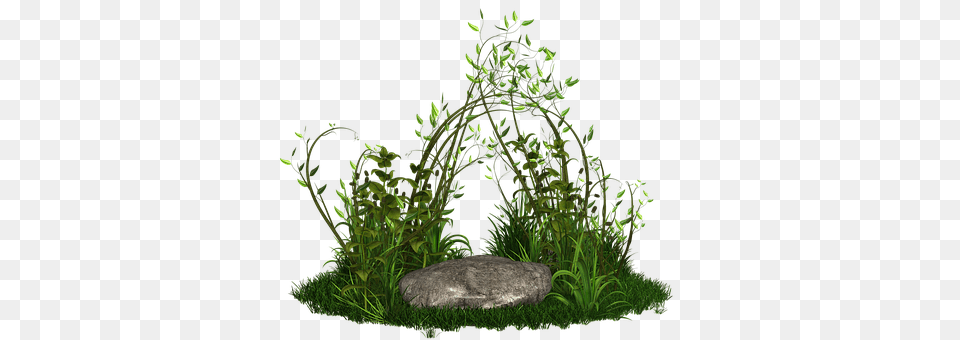 Plant Conifer, Moss, Tree, Green Free Png Download