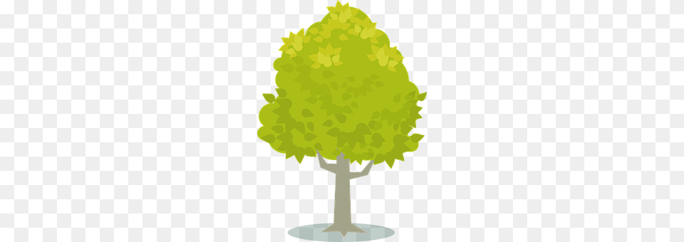 Plant Tree, Maple, Vegetation, Ammunition Png Image