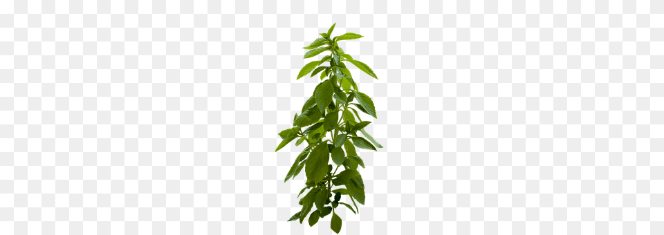 Plant Green, Leaf, Potted Plant, Herbal Png