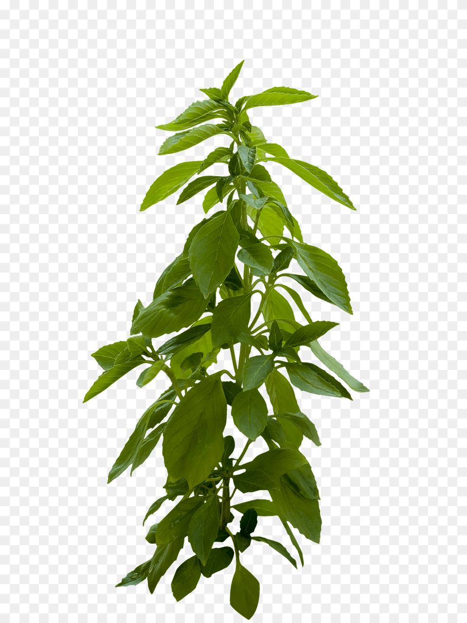 Plant Green, Herbal, Herbs, Leaf Png