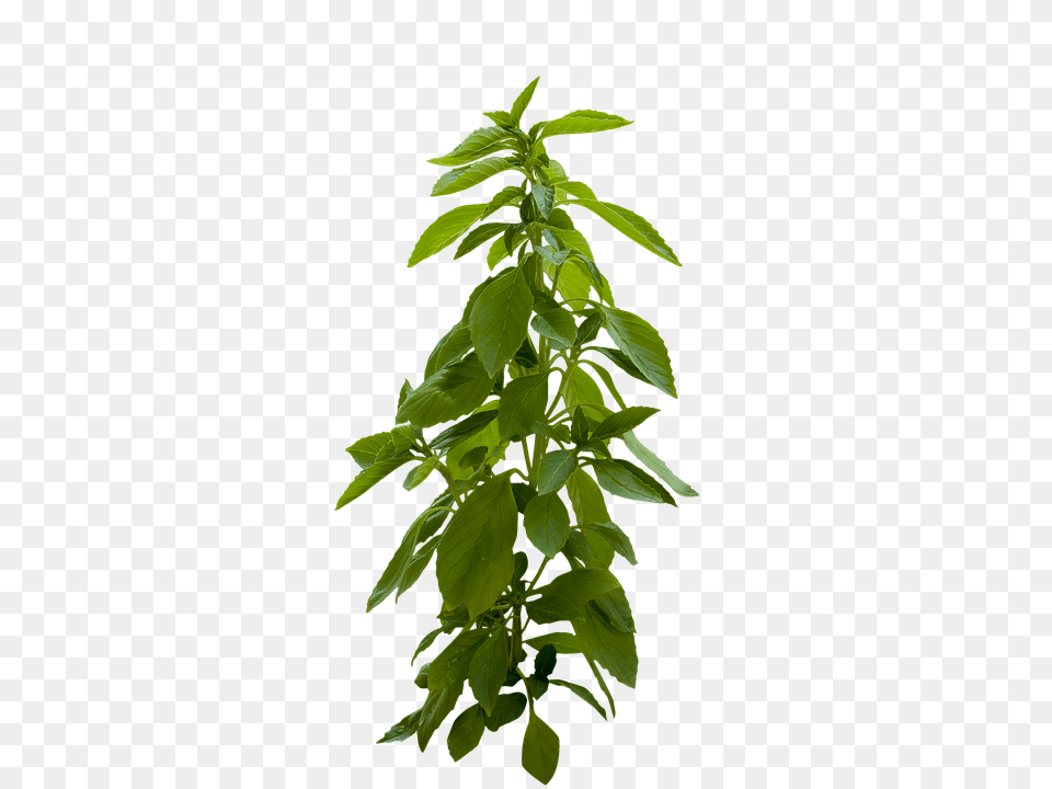 Plant Green, Herbs, Leaf, Mint Free Png Download