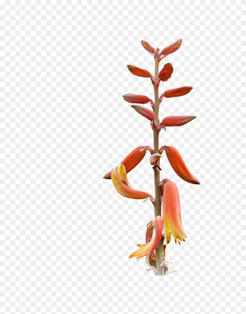 Plant Flower, Petal, Acanthaceae, Anther Free Png