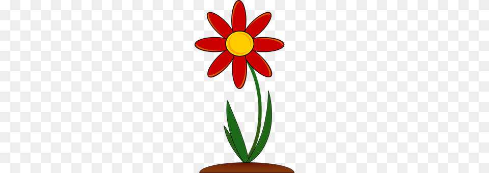 Plant Daisy, Flower, Petal Free Transparent Png