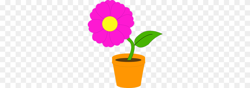Plant Daisy, Flower, Petal, Leaf Png