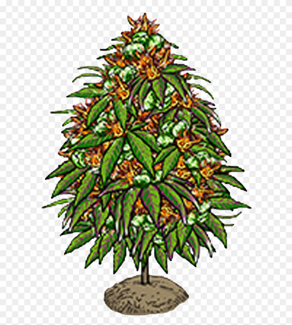 Plant, Tree, Christmas, Christmas Decorations, Festival Free Png
