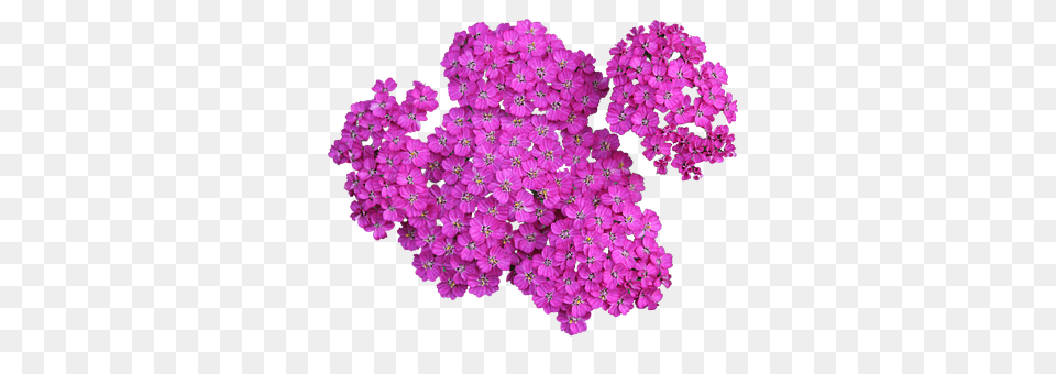 Plant Flower, Geranium, Petal, Purple Free Transparent Png