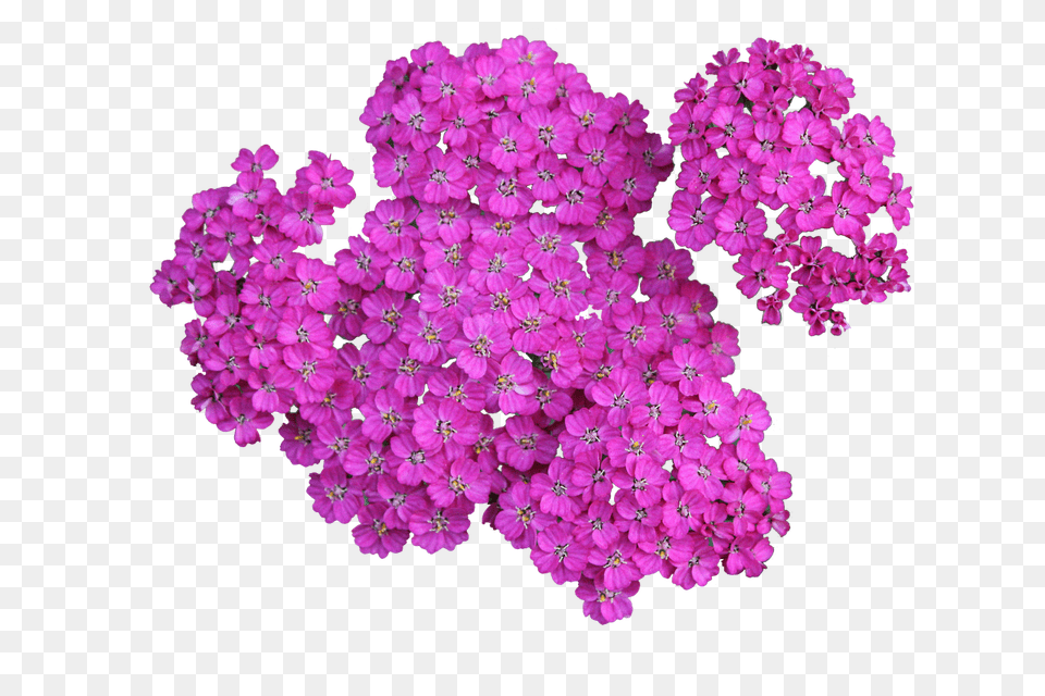 Plant Flower, Geranium, Petal, Purple Png Image