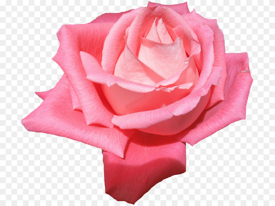 Plant Flower, Petal, Rose Free Png